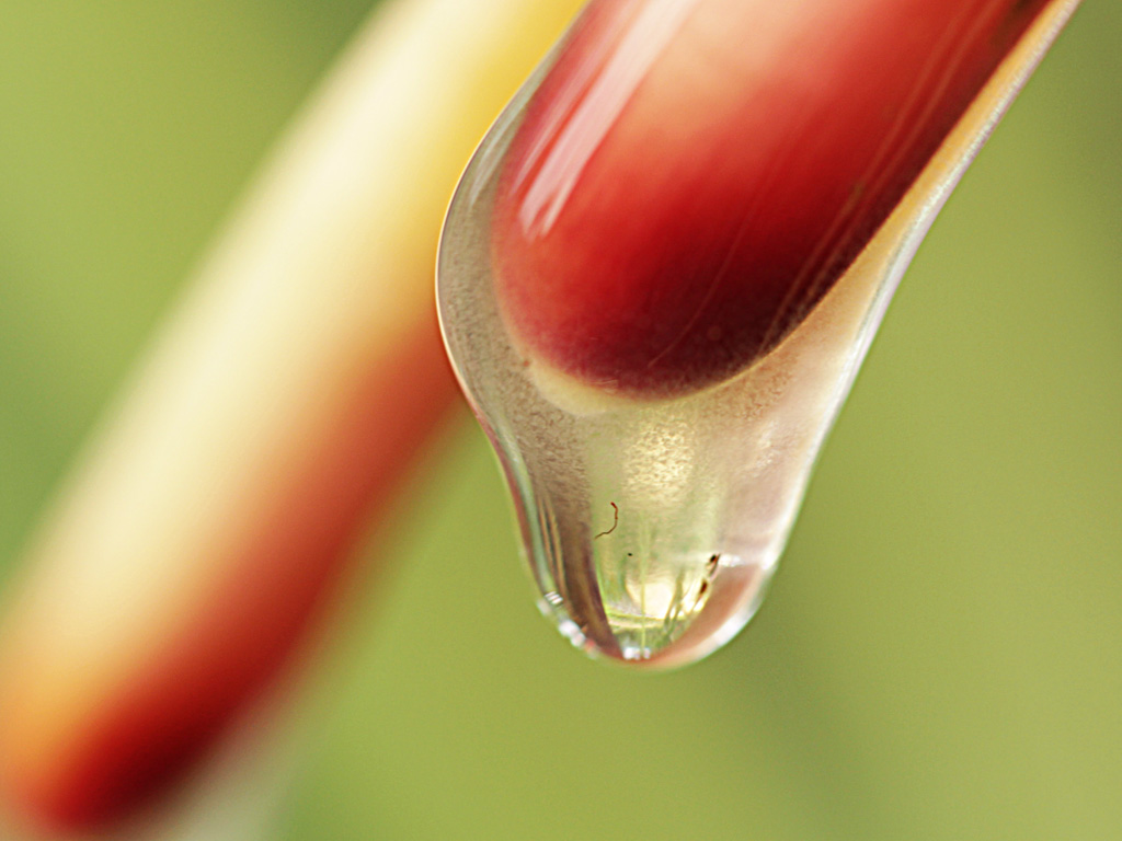 Aerial root mucilage